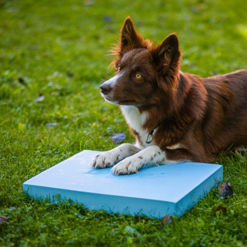 Foam Target YogoDoggo 10 Foam Target YogoDoggo