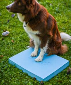 Foam Target YogoDoggo 31 Foam Target YogoDoggo