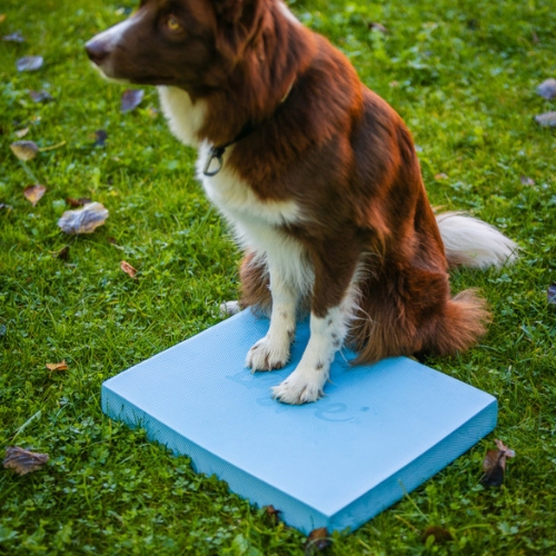 Foam Target YogoDoggo 17 Foam Target YogoDoggo