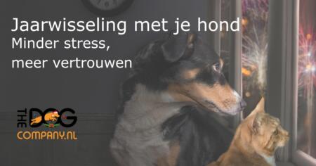 Jaarwisseling met je hond - Blog Header