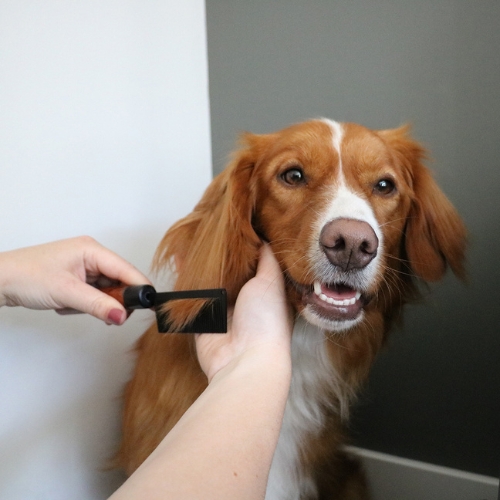 Japandi Ontwarkam 5 Japandi Ontwarkam