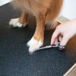 Japandi Verzorgingsschaar