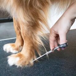 Japandi Verzorgingsschaar