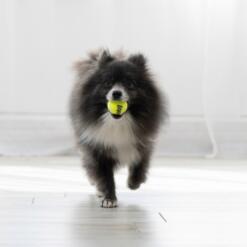 KONG Air Squeaker Tennis Ball