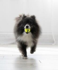 KONG Air Squeaker Tennis Ball