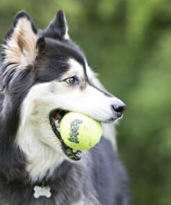 KONG Air Squeaker Tennis Ball 6 KONG Air Squeaker Tennis Ball