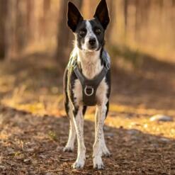 Safeguard Tuig Eco Veiligheidstuig