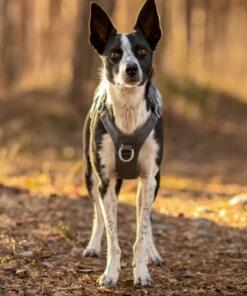 Safeguard Tuig Eco Veiligheidstuig