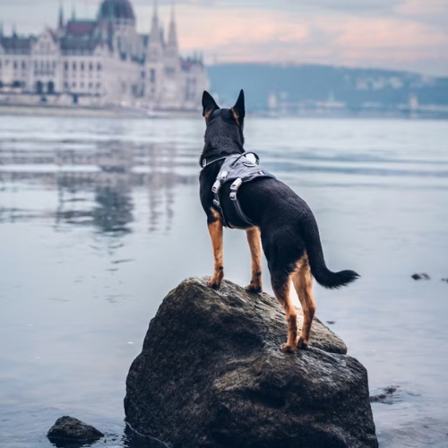 Safeguard Tuig Eco Veiligheidstuig 5 Safeguard Tuig Eco Veiligheidstuig