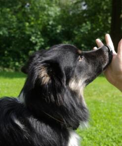 Target Mini Pivot 7 Target Mini Pivot