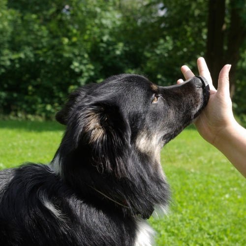 Target Mini Pivot 4 Target Mini Pivot