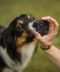 Homepage The Dog Company 6 Target Mini Pivot