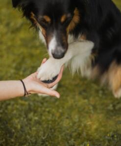 Target Mini Pivot 8 Target Mini Pivot