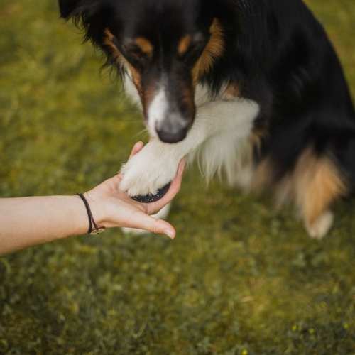 Target Mini Pivot 5 Target Mini Pivot