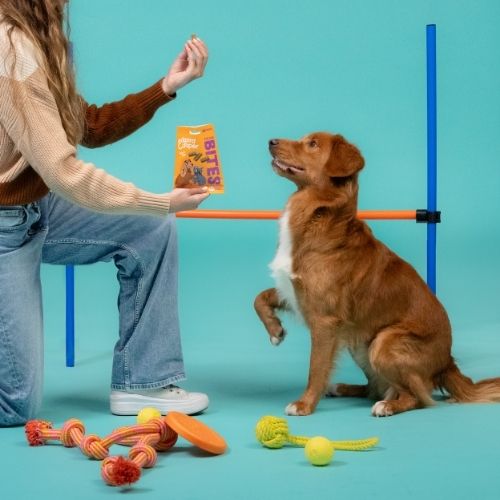 E&C Bites - Trainers 11 Bites Edgard & Cooper