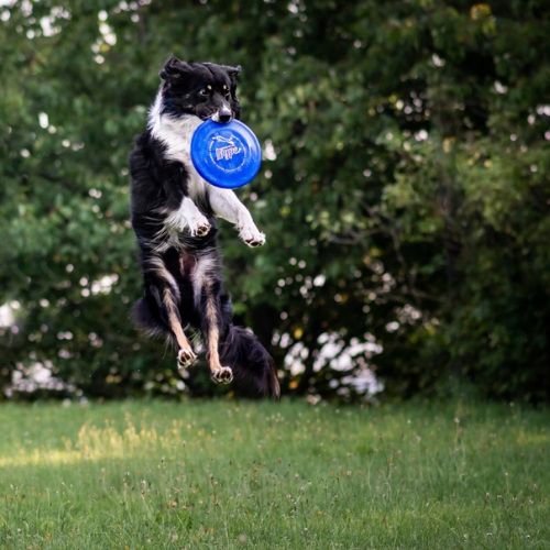 Flying Disc Jawz - Frisbee 3 Flying Disc Jawz - Frisbee