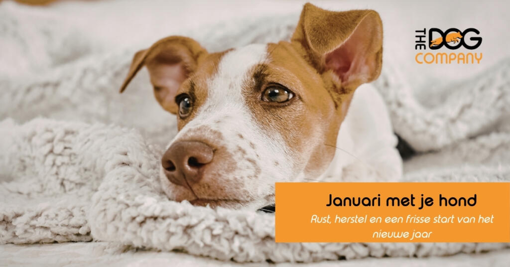 Januari met je hond: rust, herstel en een frisse start van het nieuwe jaar
