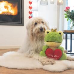 Alternative view of Prins Kikker