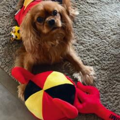 België Viking Hoed 7 Belgie Viking Hoed Beeztees Belgie supporters speelgoed voor de hond 2