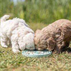 Junior Likplaat Trixie Likmat voor hond of kat 7
