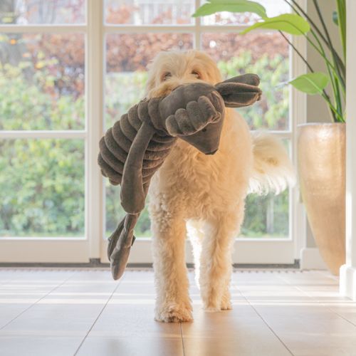 Reza Muis 4 Reza Muis - Afbeelding 2