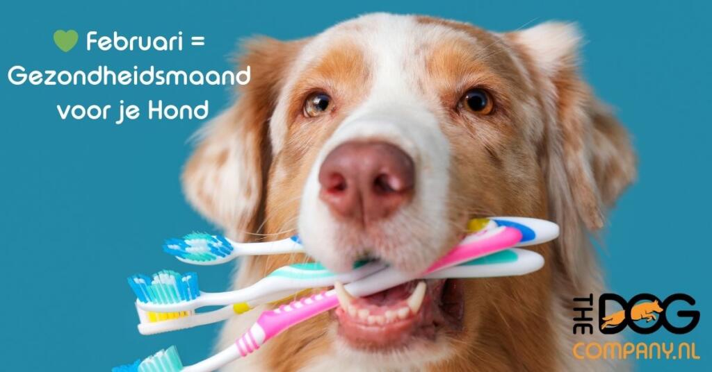💚 Februari = Gezondheidsmaand voor je Hond