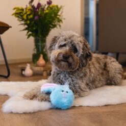 Alternative view of Paas Konijn Flip