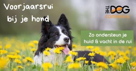 Voorjaarsrui bij je hond: tips voor vachtverzorging en ondersteuning