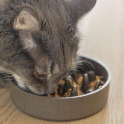 Anti Schrokbak Bamboe Beeztees Designed by Lotte Voerbak om de kat langzamer te laten eten 2