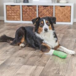 Bandages met Bitterstoffen Trixie Flexibel en zelfklevend verband voor dieren met bitterstof om bijten tegen te gaan 7