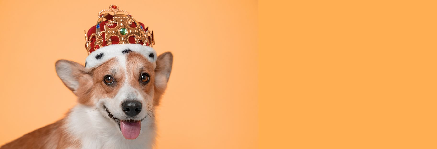 Homepage The Dog Company 5 Banner Koningsdag