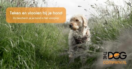 Teken en vlooien bij je hond: zo bescherm je je hond in het voorjaar