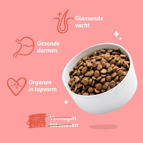 E&C Senior Hond 3 E&C Senior Hond - Afbeelding 2