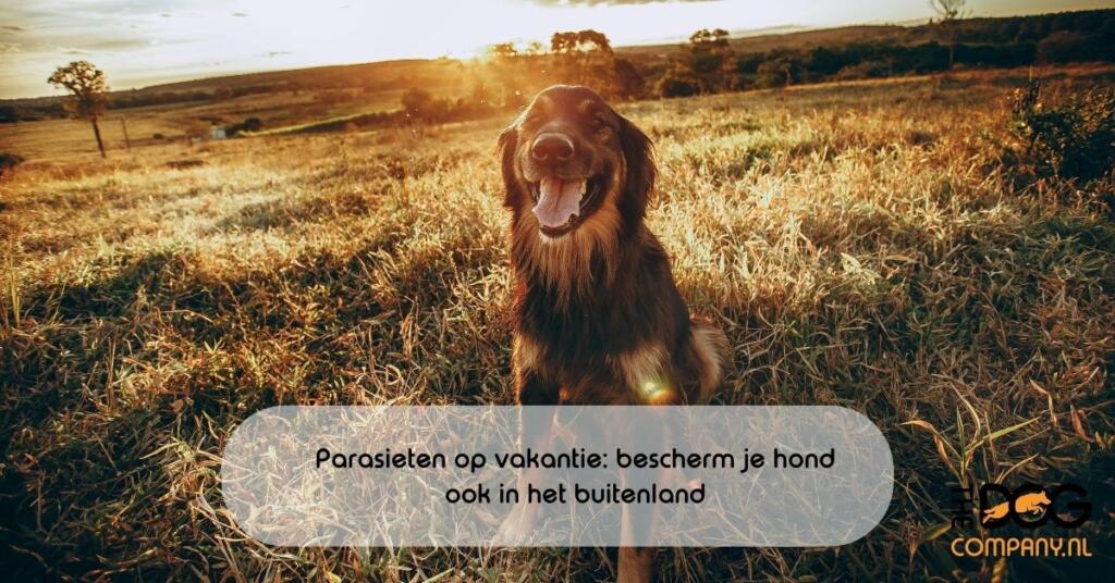 Parasieten op vakantie: bescherm je hond ook in het buitenland