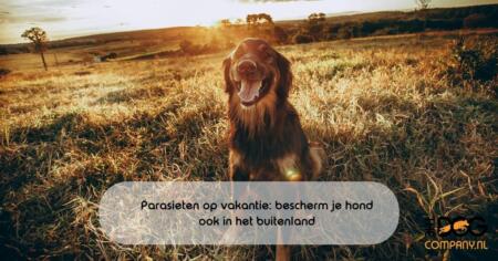 Parasieten op vakantie: bescherm je hond ook in het buitenland