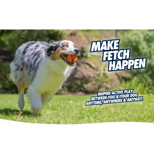 Chuckit Ultra Ball 3 Australian Shepherd apporteert Chuckit! Ultra Ball op het gras