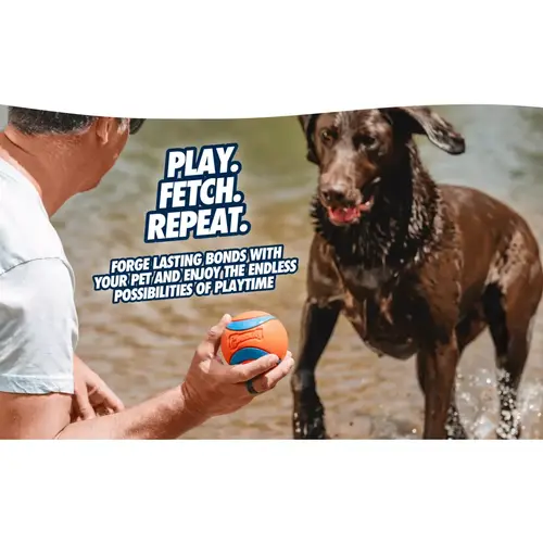 Chuckit Ultra Ball 4 Man biedt Chuckit! Ultra Ball aan natte Labrador bij het water