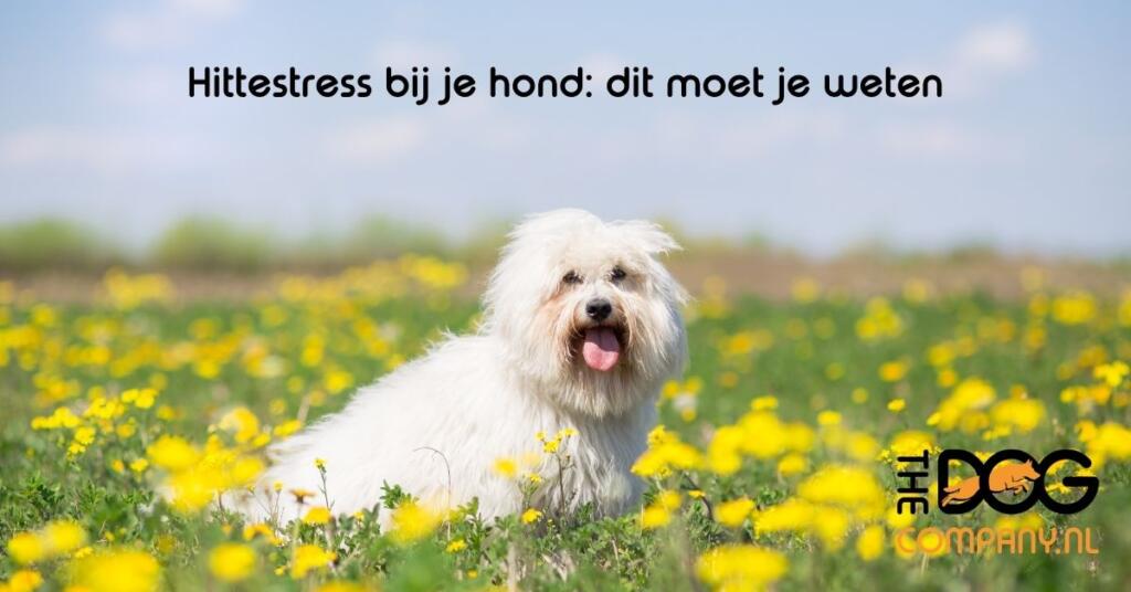 Hittestress bij honden: signalen herkennen en oververhitting voorkomen 1 Hittestress bij je hond: dit moet je weten