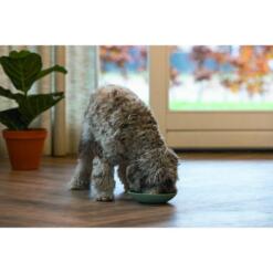 Kroezige hond likt van Beeztees Likmat Schotel groen