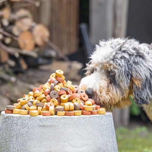 Beeztees Mjammies Mix hondensnacks 1250 gram 6 Hond snuffelt buiten aan een bak vol Beeztees Mjammies Mix hondensnacks