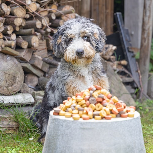 Beeztees Mjammies Mix hondensnacks 1250 gram 7 Hond zit in de tuin voor een bak met Beeztees Mjammies Mix hondensnacks