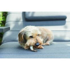 Sprotjes Hondensnack 8 Sfeerfoto Beeztees Sprotjes hondensnack voor honden