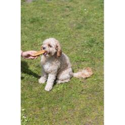 Vrouw reikt Beeztees Yakstaaf aan zittende krullende hond in de tuin