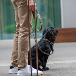 DOG Copenhagen Urban Classic hondenhalsband – zwarte Cocker Spaniel zit naast eigenaar op straat, mocca halsband en tuig