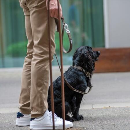 DOG Copenhagen Urban Classic: nieuwe halsband en lijn van veganistisch leer 19 DOG Copenhagen Urban Classic hondenhalsband – zwarte Cocker Spaniel zit naast eigenaar op straat, mocca halsband en tuig
