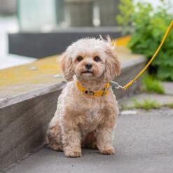 DOG Copenhagen Urban Classic hondenhalsband – kleine kruising (Cavapoo) zit op straat, gele halsband (Lemon)