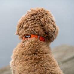 DOG Copenhagen Urban Classic hondenhalsband – kleine krullende hond van achteren gezien bij water, oranje halsband (Orange Sun)