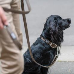 DOG Copenhagen Urban Classic hondenhalsband – zwarte Cocker Spaniel zit naast eigenaar op straat, zandkleurige halsband (Desert Dune)