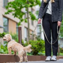 DOG Copenhagen Urban Classic hondenlijn – vrouw loopt kleine hond aan lijn in stedelijke omgeving