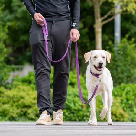 DOG Copenhagen Urban Classic: nieuwe halsband en lijn van veganistisch leer 18 DOG Copenhagen Urban Classic hondenlijn paars – man loopt witte Labrador aan lijn in park